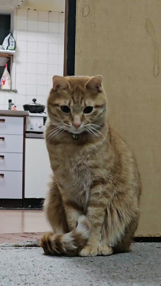 TikTok video thumbnail by orangekitty00