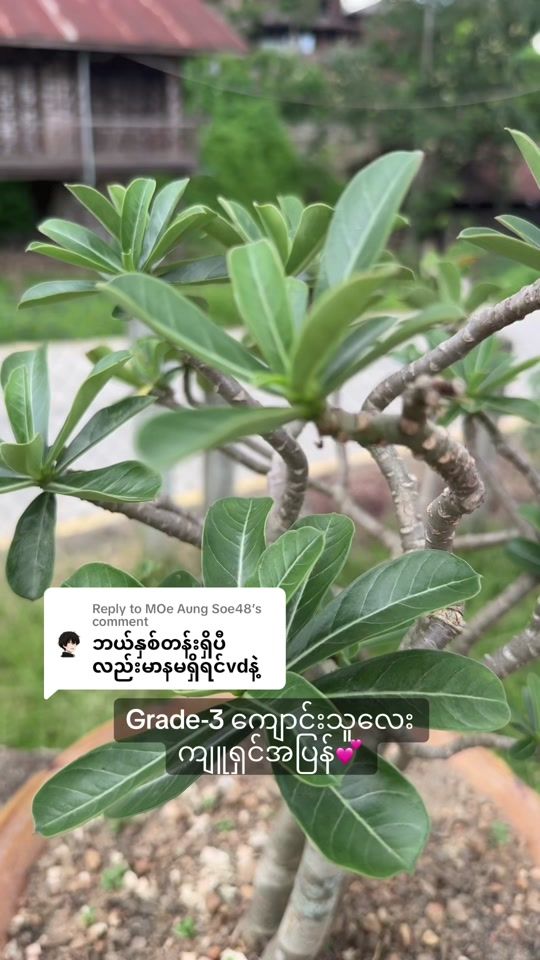 TikTok video thumbnail by nanglae02