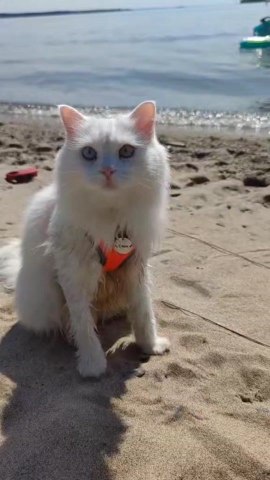 TikTok video thumbnail by catvankedisi