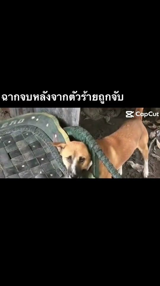 TikTok video thumbnail by armpakanan