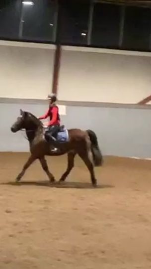 TikTok video thumbnail by equestrians._.elin