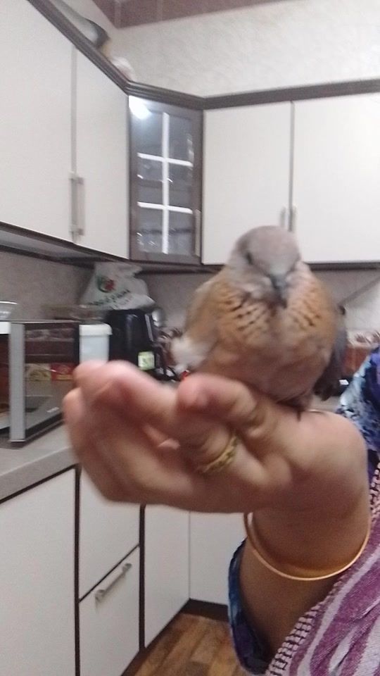 TikTok video thumbnail by tania.begum280