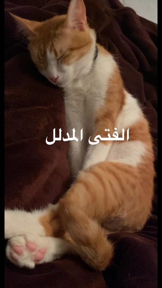 TikTok video thumbnail by therealmeowi