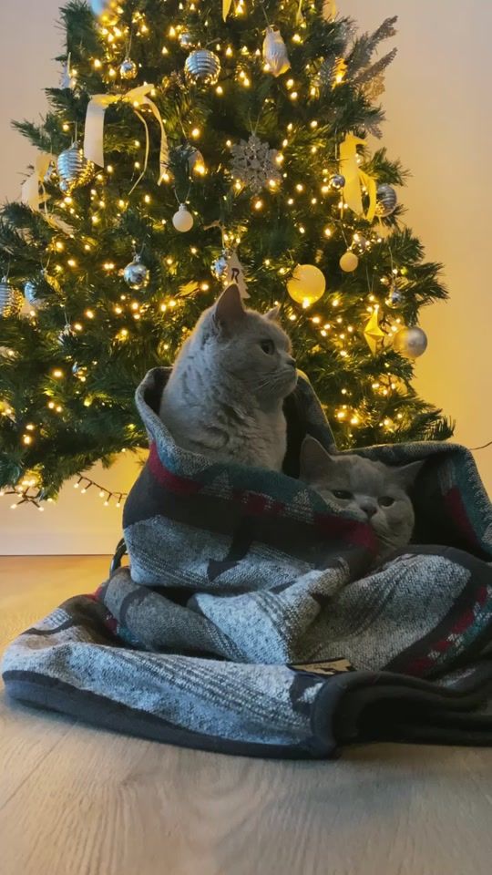 TikTok video thumbnail by lyothecat