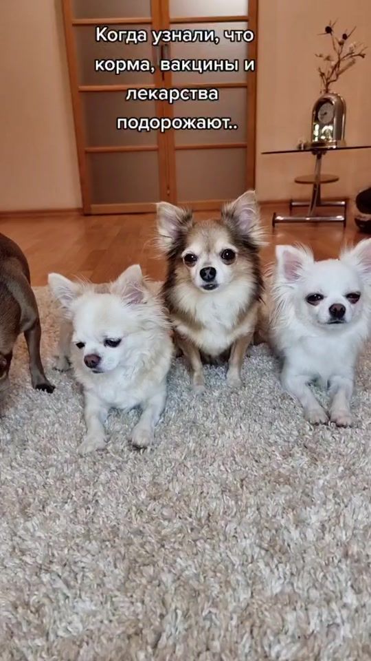 TikTok video thumbnail by eva_chihua