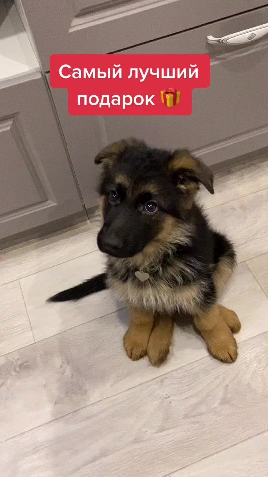 TikTok video thumbnail by richard_germanshepherd