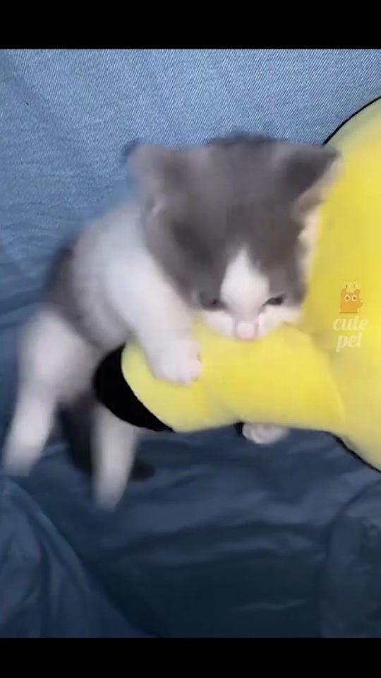 TikTok video thumbnail by cflolyyqq