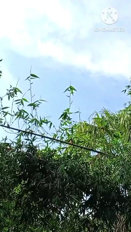TikTok video thumbnail by manik999msk