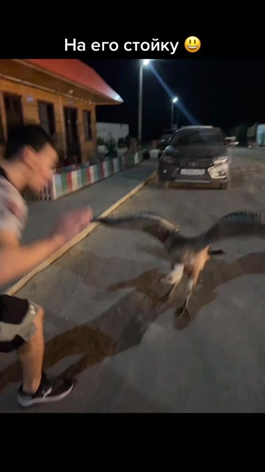 TikTok video thumbnail by katana.21