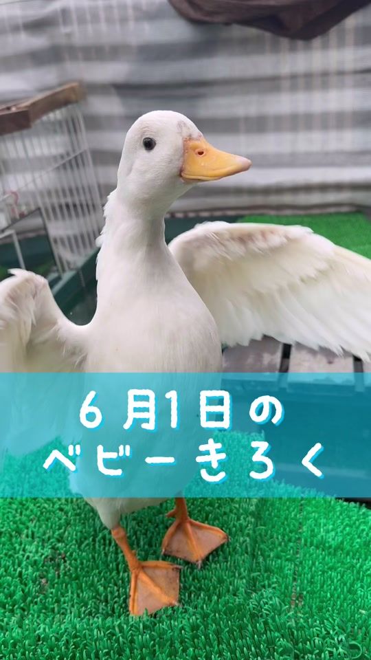TikTok video thumbnail by calldack_peichan