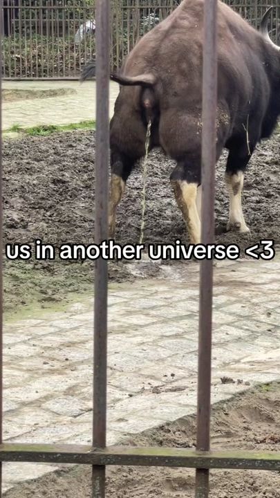 TikTok video thumbnail by frailflagella