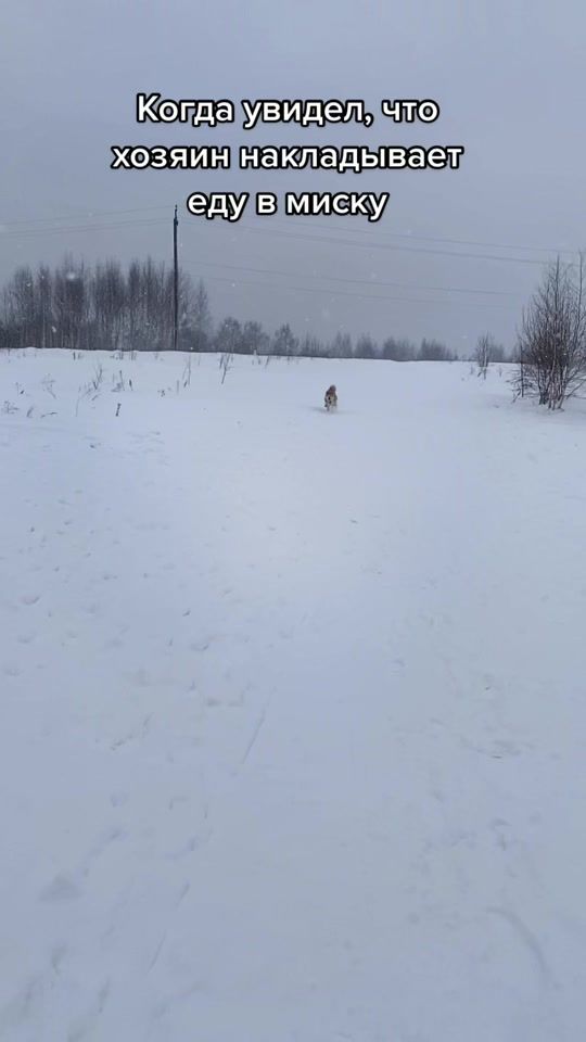 TikTok video thumbnail by dosandog