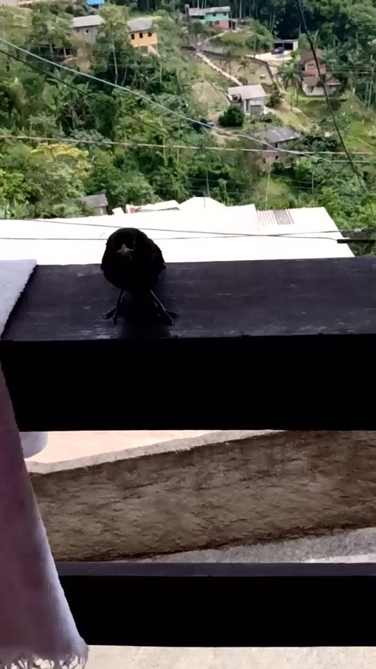 TikTok video thumbnail by laisponciano