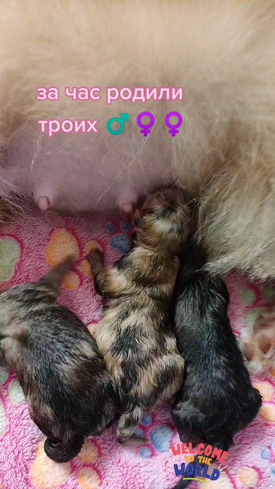 TikTok video thumbnail by consuelo_de_alma