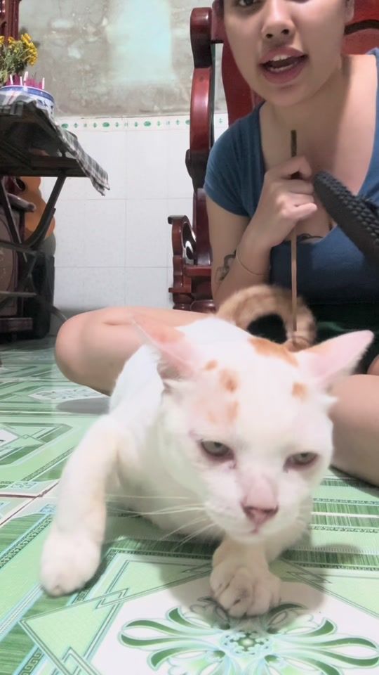 TikTok video thumbnail by chuyenmeonhanhi.n