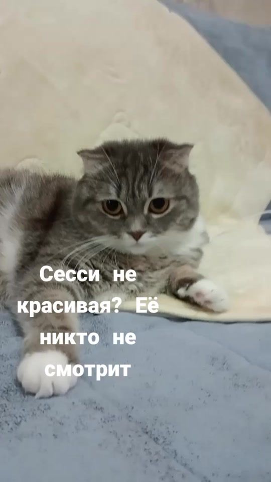 TikTok video thumbnail by cat_sessi