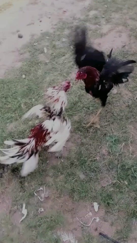 TikTok video thumbnail by donad818