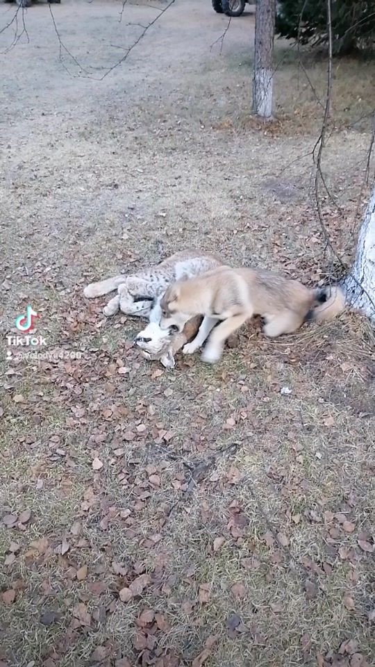 TikTok video thumbnail by volodya4200