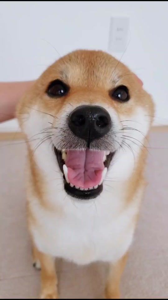 TikTok video thumbnail by shibakoma