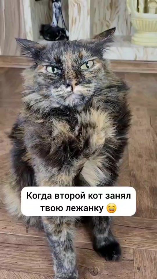 TikTok video thumbnail by luchy_nika