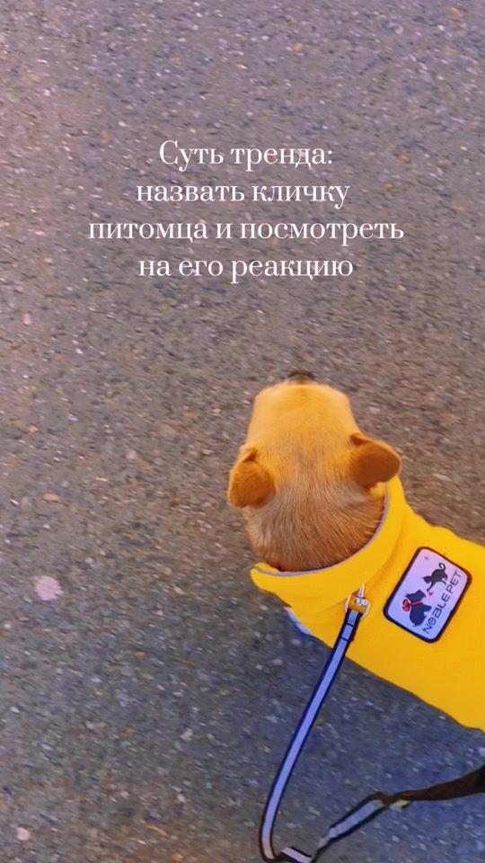 TikTok video thumbnail by chipschihuahua