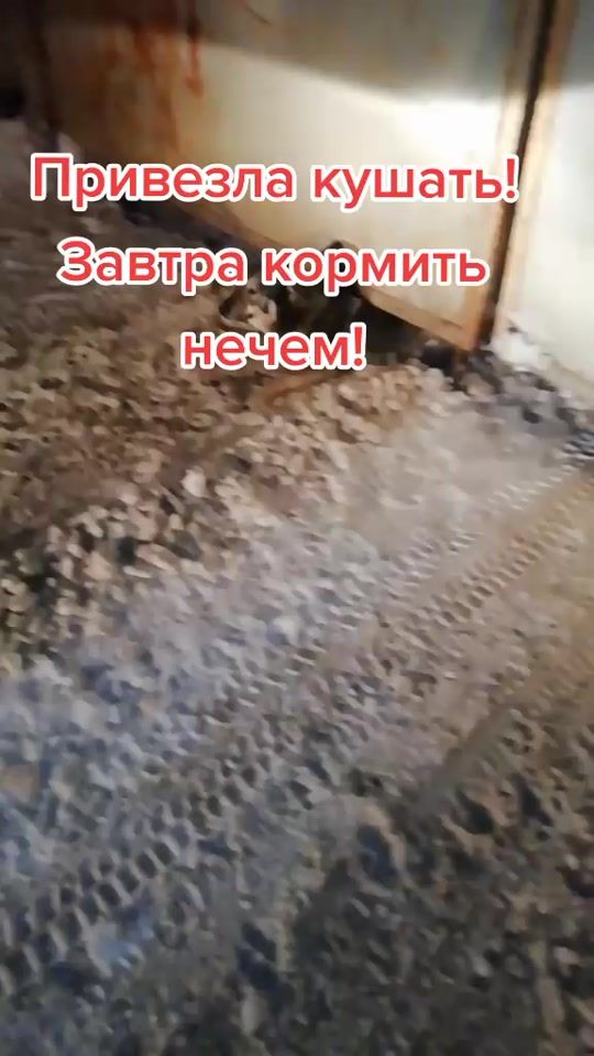 TikTok video thumbnail by dobridrugengsar
