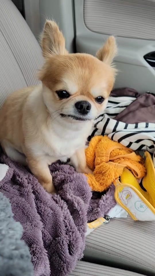TikTok video thumbnail by tarachoa