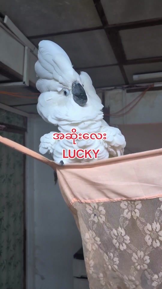 TikTok video thumbnail by kopargyi51