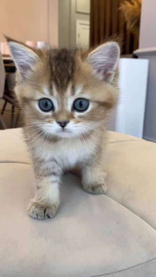 TikTok video thumbnail by zimakitten