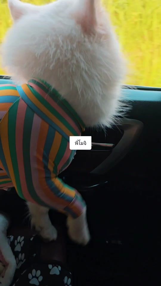 TikTok video thumbnail by moji.meko