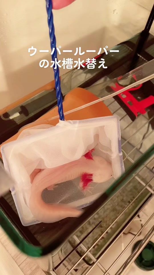 TikTok video thumbnail by upamin