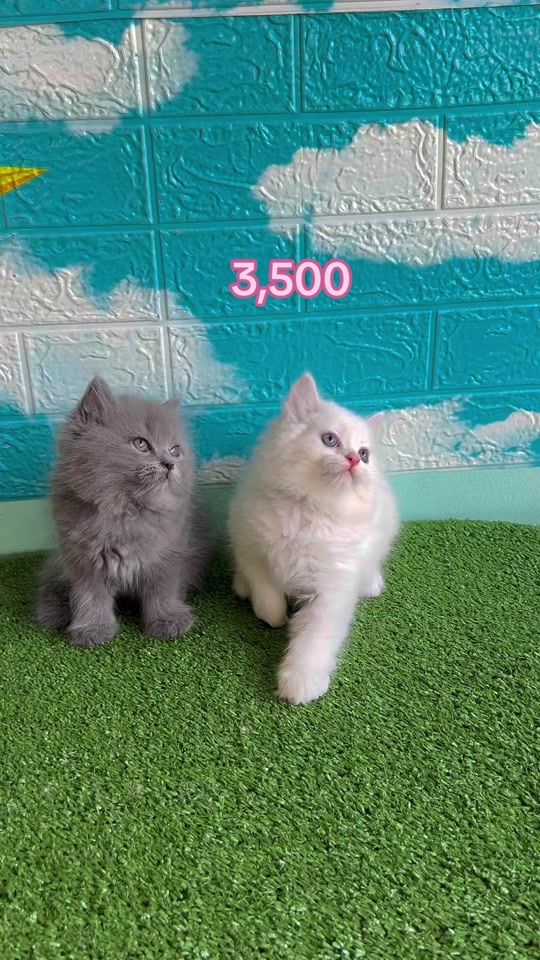 TikTok video thumbnail by cat_udonfarm
