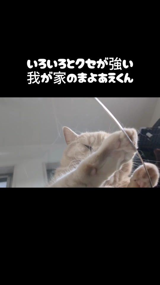 TikTok video thumbnail by gomaaecat