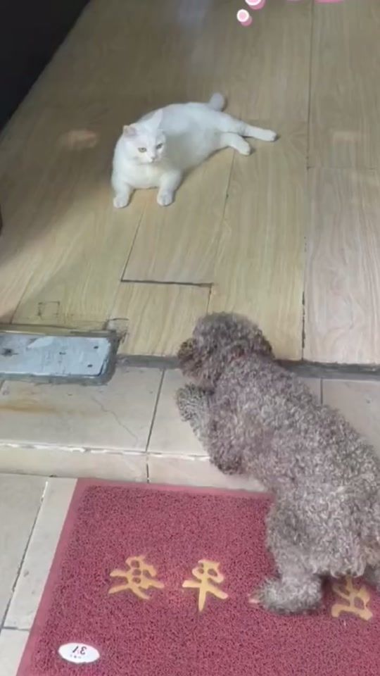 TikTok video thumbnail by catatlas
