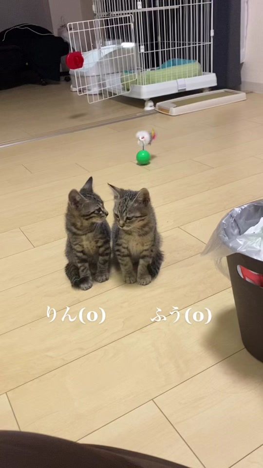 TikTok video thumbnail by fu.rin.cat