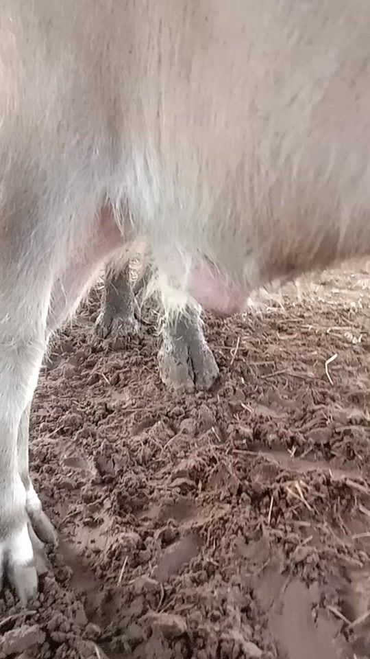 TikTok video thumbnail by karaked_panlan