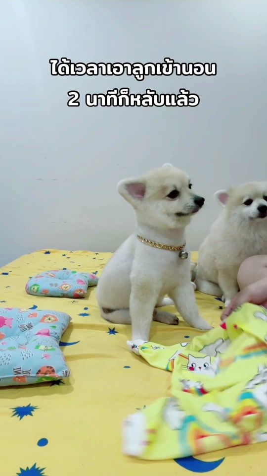 TikTok video thumbnail by mintminny2532