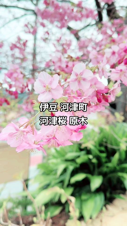 TikTok video thumbnail by mr.izu_matsuzaki