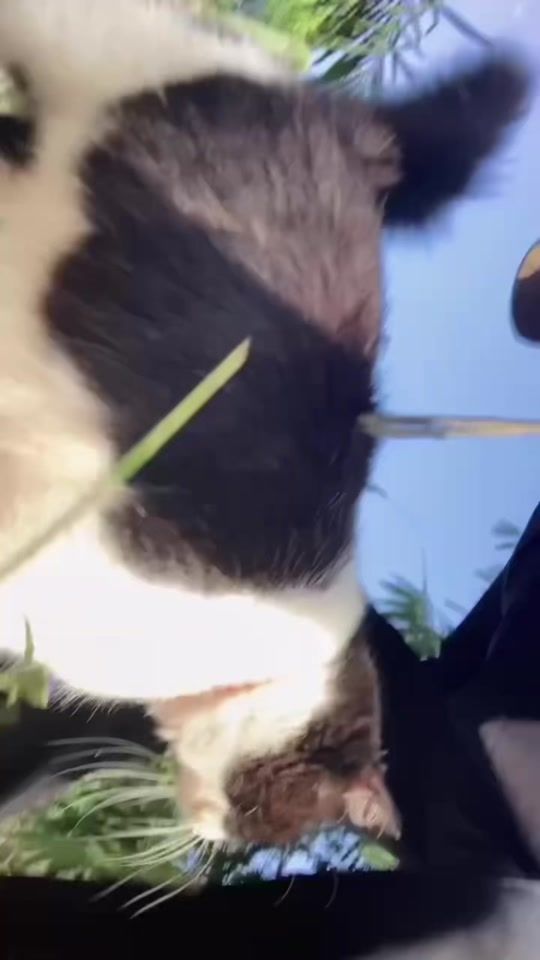 TikTok video thumbnail by _gartoon__