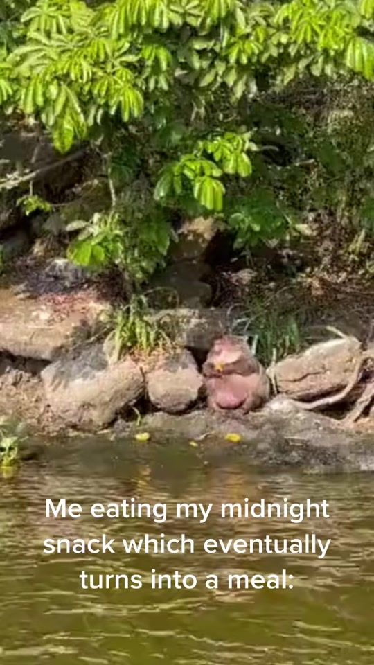 TikTok video thumbnail by axolotl_fish