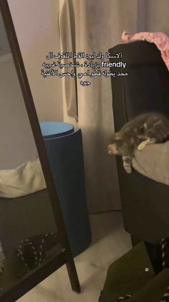 TikTok video thumbnail by leo.thecat5