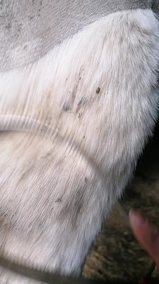 TikTok video thumbnail by .cj.equine