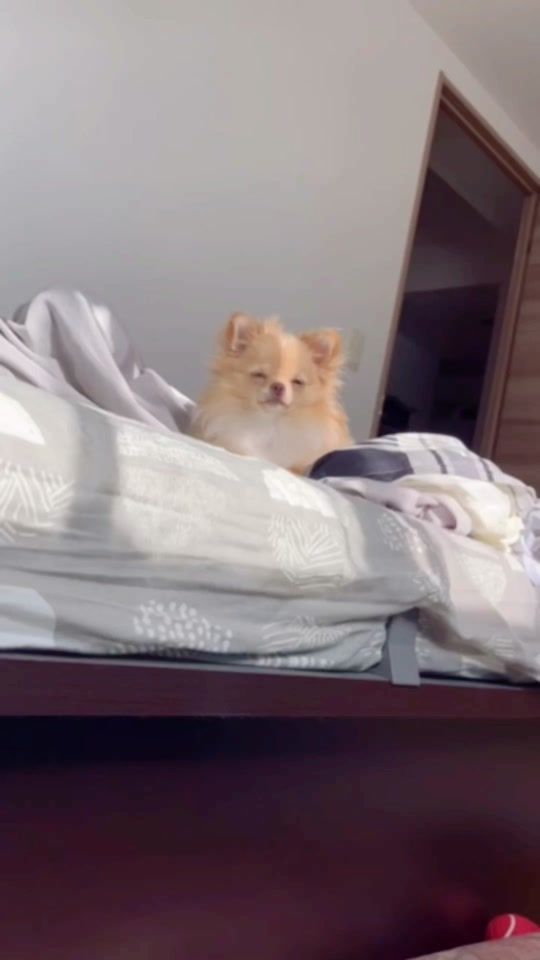 TikTok video thumbnail by vivi_nichijou