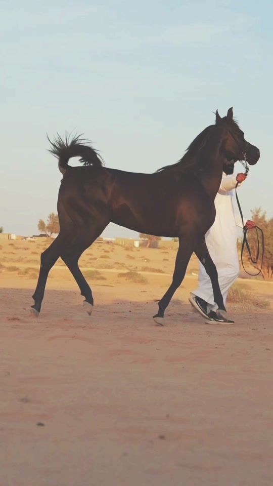 TikTok video thumbnail by black_horse181