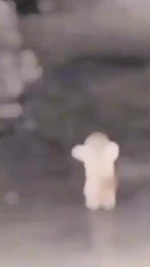 TikTok video thumbnail by petlove889