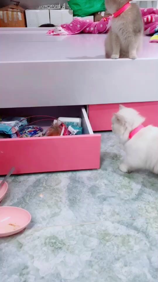 TikTok video thumbnail by bunnykittyhouse