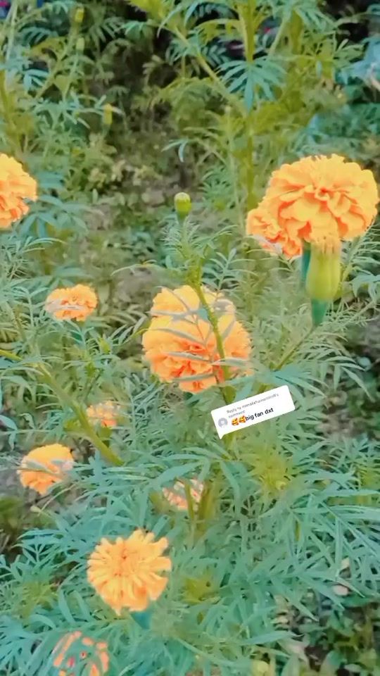 TikTok video thumbnail by mr_rj_tharu786