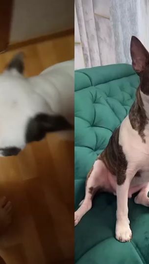 TikTok video thumbnail by tanyhsa1