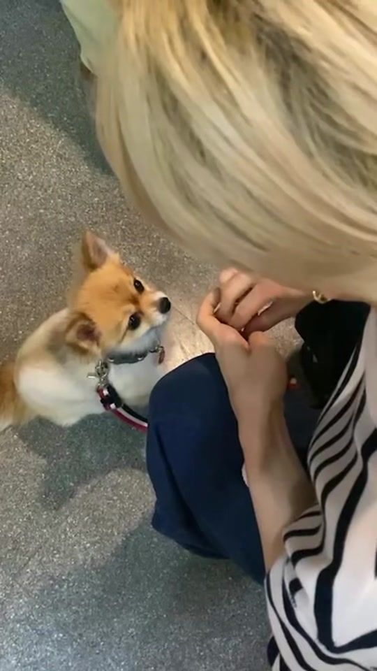 TikTok video thumbnail by sweettigershimechan