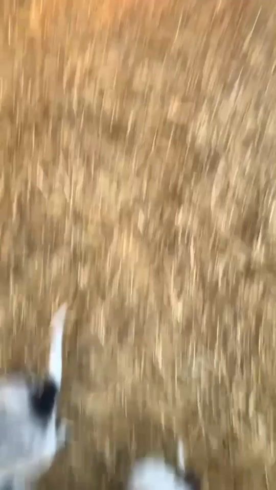 TikTok video thumbnail by freyaharris01